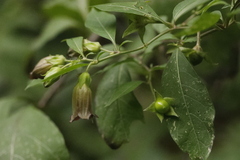 Atropa belladonna