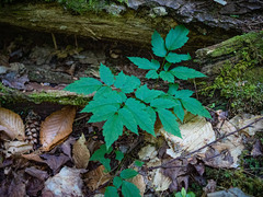 Actaea