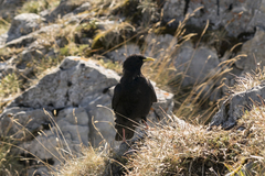 Pyrrhocorax graculus