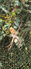 Trichonephila clavipes