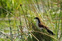 Centropus cupreicaudus