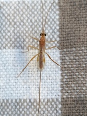 Macrocentrinae