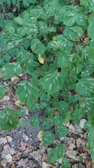 Phyllonorycter issikii