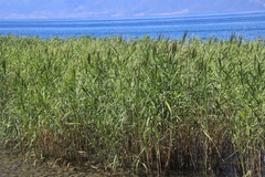 Phragmites australis australis