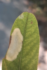 Macrosaccus robiniella