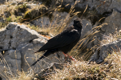 Pyrrhocorax graculus