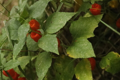 Alkekengi officinarum