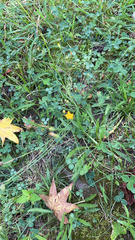 Scorzoneroides autumnalis