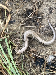 Plestiodon septentrionalis