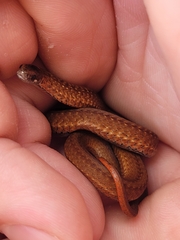 Storeria occipitomaculata