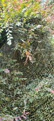 Trichonephila clavipes