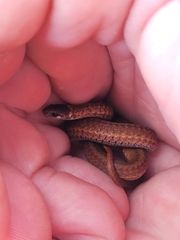 Storeria occipitomaculata