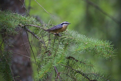 Sitta canadensis