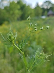 Chaerophyllum bulbosum