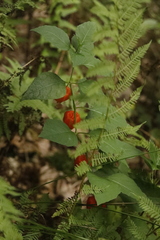 Alkekengi officinarum