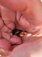 Storeria occipitomaculata