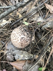 Strobilomyces strobilaceus