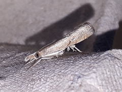 Parapediasia teterrellus