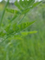 Chaerophyllum bulbosum