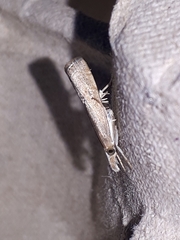 Parapediasia teterrellus