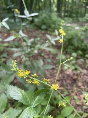 Agrimonia gryposepala