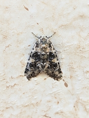 Bryophila domestica