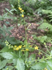 Agrimonia gryposepala