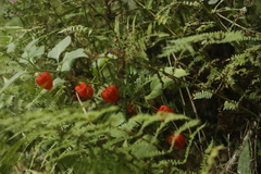 Alkekengi officinarum