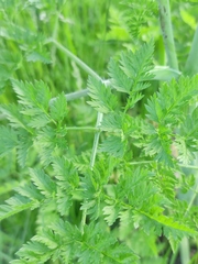 Chaerophyllum bulbosum