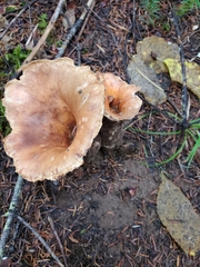 Turbinellus kauffmanii