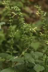 Salvia glutinosa