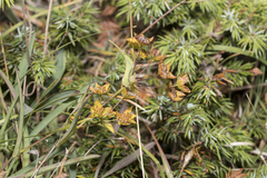 Bupleurum ranunculoides