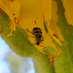 Diabrotica undecimpunctata