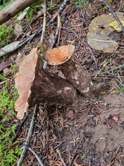 Turbinellus kauffmanii