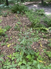 Agrimonia gryposepala