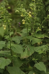 Salvia glutinosa