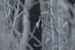 Picoides dorsalis