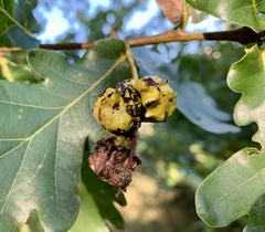 Andricus quercuscalicis