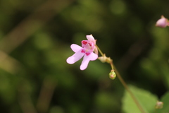 Impatiens goughii