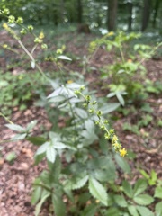 Agrimonia gryposepala