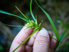 Carex intumescens