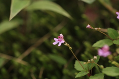 Impatiens goughii