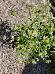 Pseudognaphalium obtusifolium