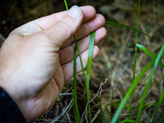 Carex intumescens