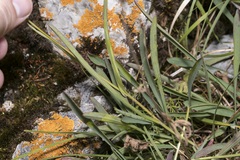 Bupleurum ranunculoides