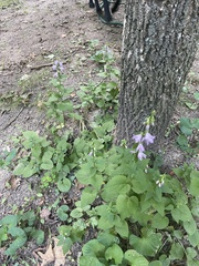 Campanula rapunculoides
