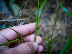 Carex intumescens