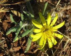 Hirpicium