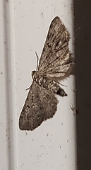 Eupithecia miserulata