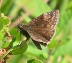 Erynnis baptisiae
